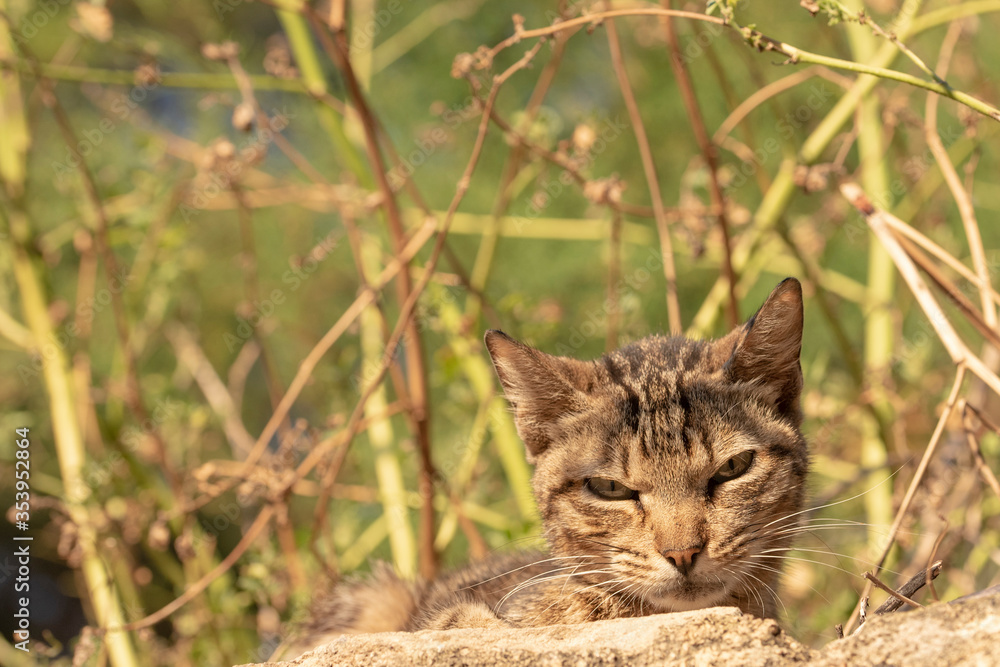 Kitten crouched in the undergrowth. Feline lying down and on the prowl looking suspiciously and cautiously at the photographer's camera in a forest near the city at sunrise Kitten crouched in the undergrowth. Feline lying down and on the prowl looking suspiciously and cautiously at the photographer's camera in a forest near the city at sunrise