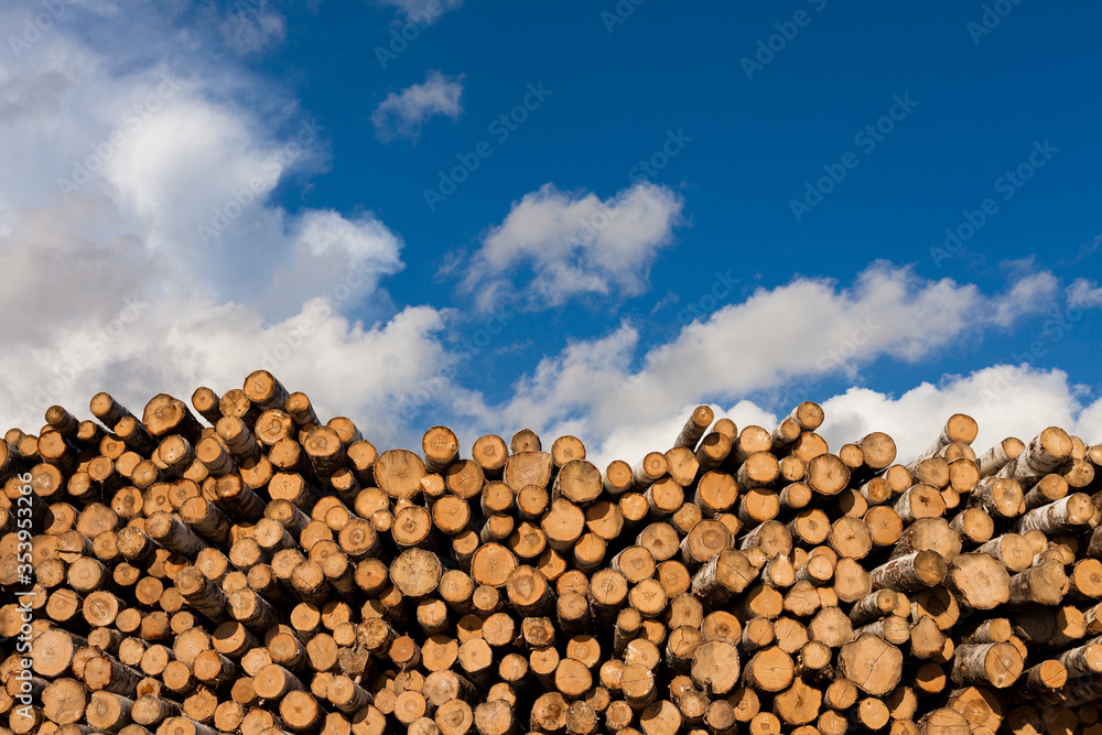mountain of birch logs