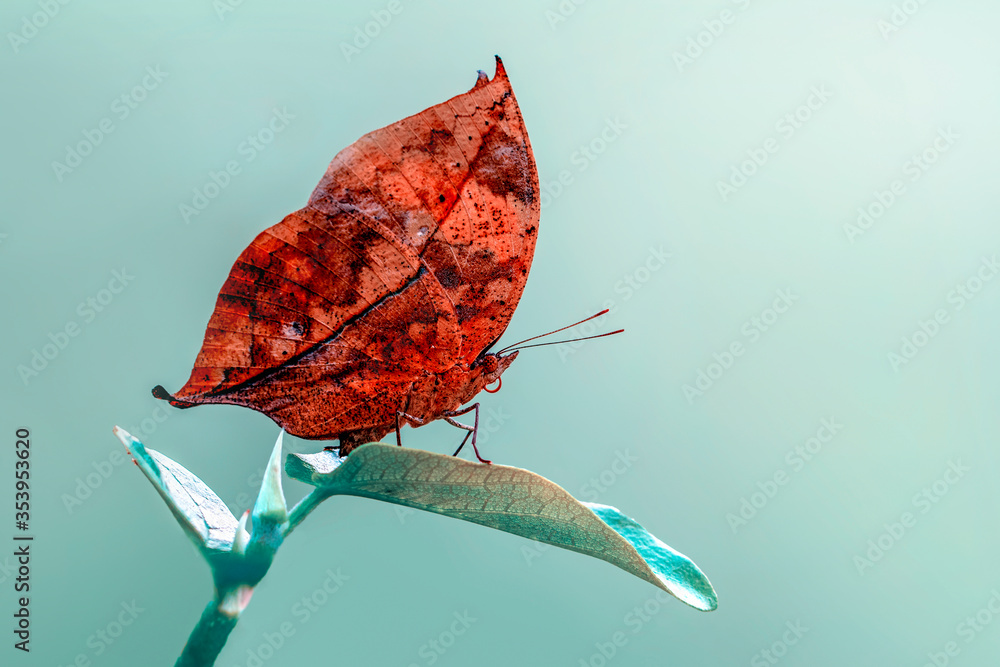 Obraz premium Dead leaf butterfly , Kallima inachus, aka Indian leafwing, standing wings folded on a bamboo branch, dead leaf imitation.