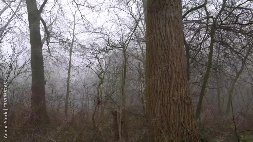 Winter Forest - foggy, windy scenery of forest in The Netherlands Winter Forest - foggy, windy scenery of forest in The Netherlands