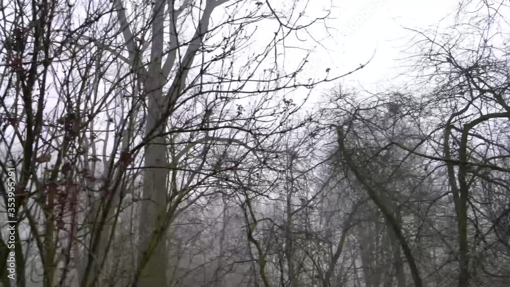 Winter Forest - foggy, windy scenery of forest in The Netherlands Winter Forest - foggy, windy scenery of forest in The Netherlands