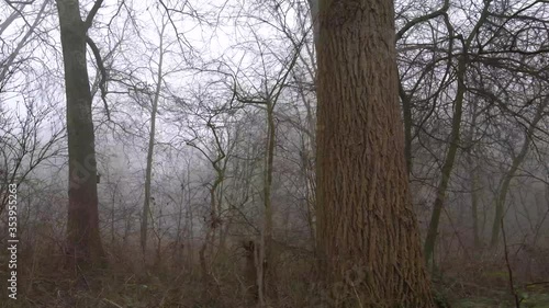 Winter Forest - foggy, windy scenery of forest in The Netherlands