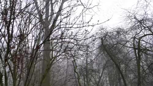 Winter Forest - foggy, windy scenery of forest in The Netherlands