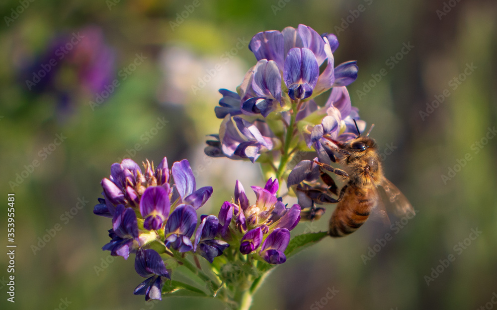 A beautiful macro picture of Alfalfa flower blooming with a bee collecting the pollen. A beautiful macro picture of Alfalfa flower blooming with a bee collecting the pollen.