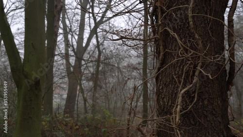 Winter Forest - foggy, windy scenery of forest in The Netherlands