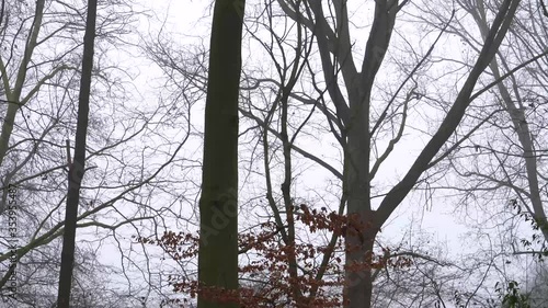 Winter Forest - foggy, windy scenery of forest in The Netherlands
