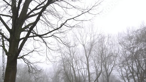 Winter Forest - foggy, windy scenery of forest in The Netherlands