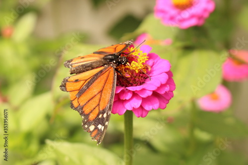 A "Monarch Butterfly" (Danaus Plexippus) sipping nectar through its proboscis from a pink and yellow "Zinnia" flower in Innsbruck, Austria.  © RukiMedia