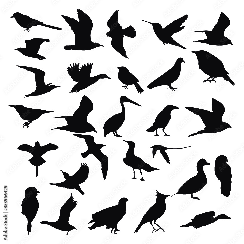 Bird Collection - obrazy, fototapety, plakaty 