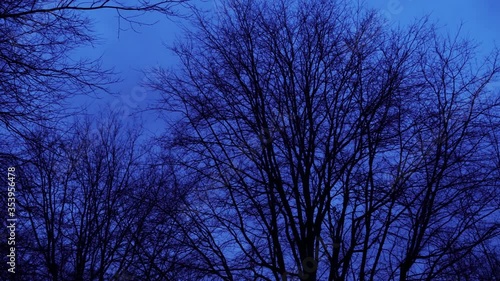 Winter Forest - foggy, windy scenery of forest in The Netherlands
