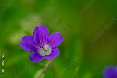 Cranesbills  Geranium Rozanne in bloom