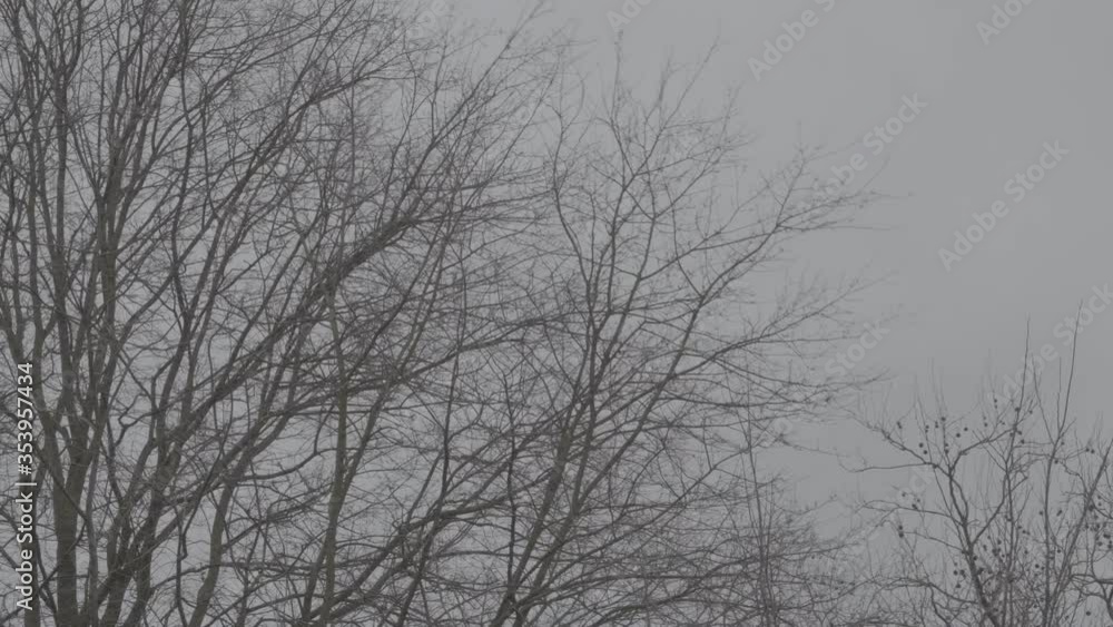 Winter Forest - foggy, windy scenery of forest in The Netherlands Winter Forest - foggy, windy scenery of forest in The Netherlands