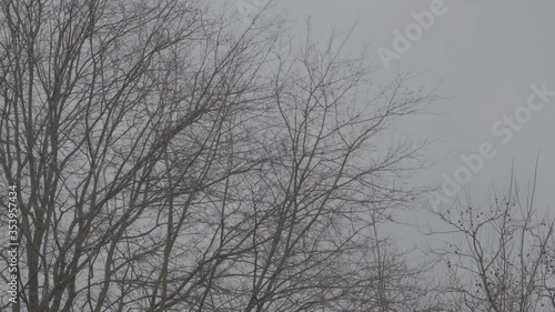 Winter Forest - foggy, windy scenery of forest in The Netherlands