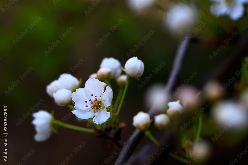 Blooming pear flowers in the garden Blooming pear flowers in the garden