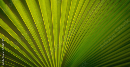 Lines and textures of Green Palm leaves  a lush green single palm leaf frond.