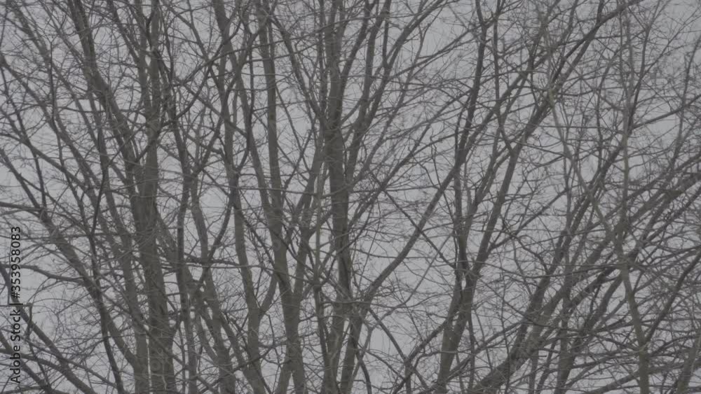 Winter Forest - foggy, windy scenery of forest in The Netherlands Winter Forest - foggy, windy scenery of forest in The Netherlands