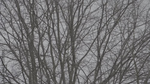Winter Forest - foggy, windy scenery of forest in The Netherlands