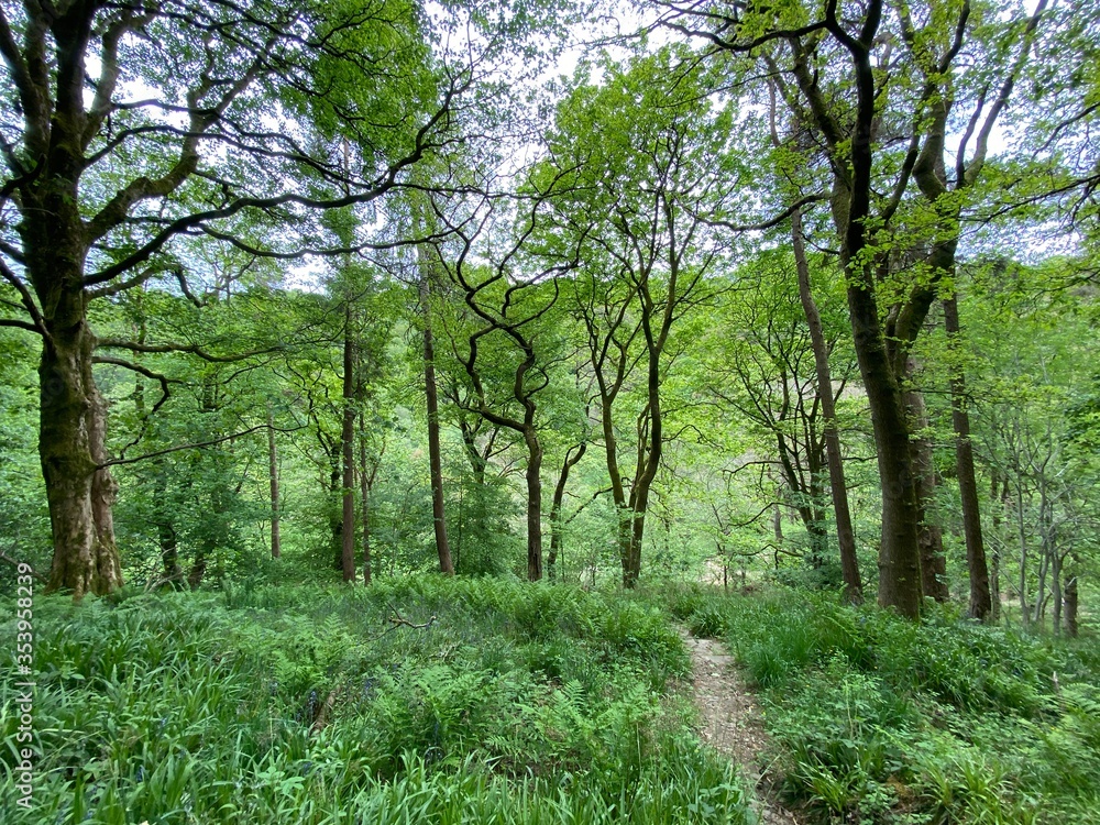 Fototapeta premium Forest trees, on a late spring day in, Hardcastle Crags, Halifax, UK