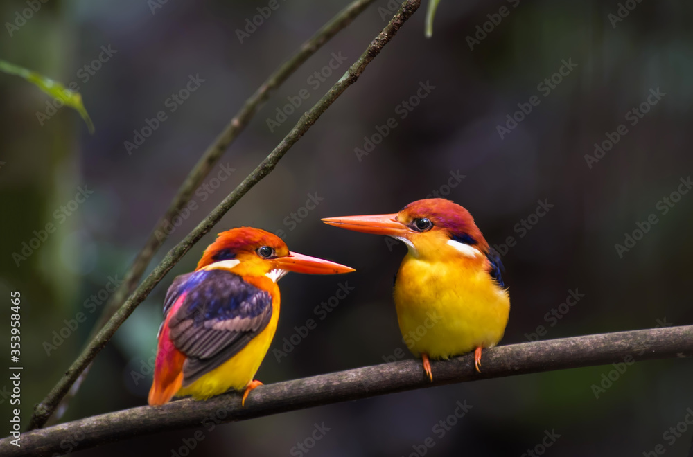 Two race erithacus bird on branch in nature. Two race erithacus bird on branch in nature.