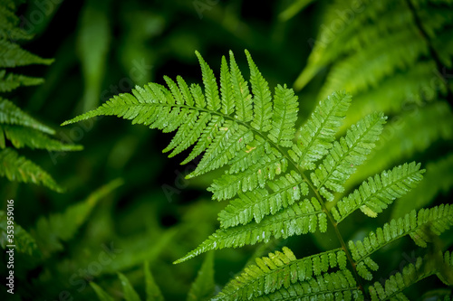 A glistening fern in the rain makes for a nice green leafy background. North Carolina.