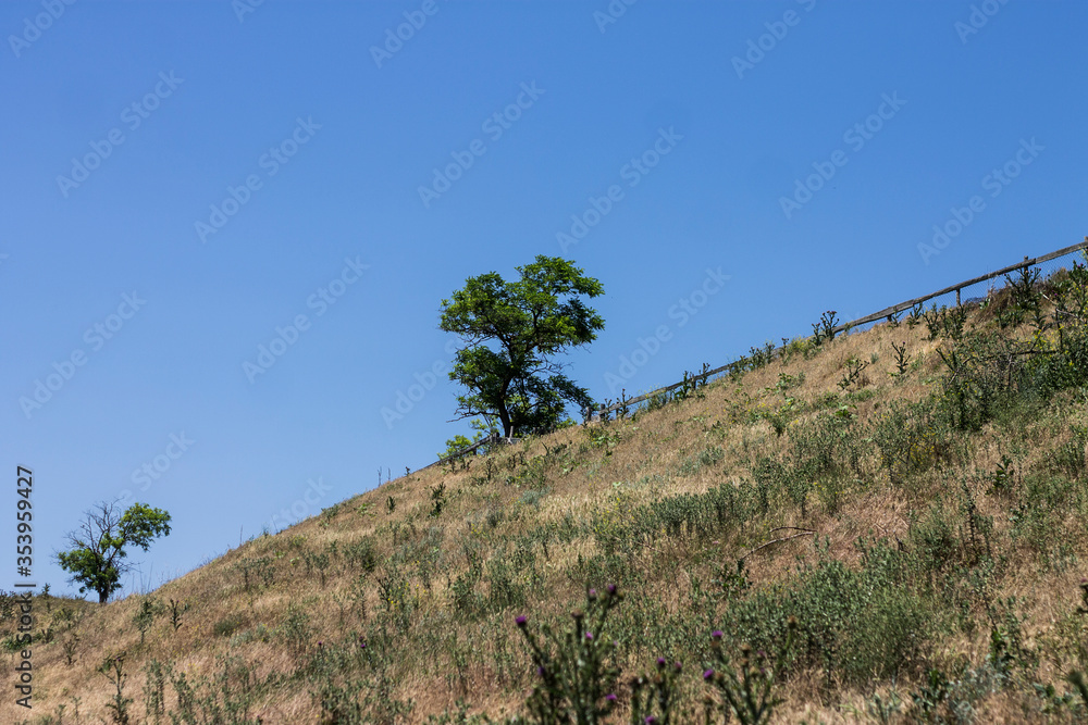 Fototapeta premium pine tree in the mountains
