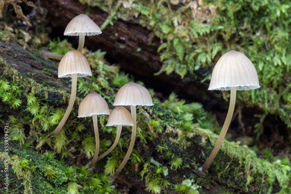 Toatstools growing on a moss covered rotting log Toatstools growing on a moss covered rotting log