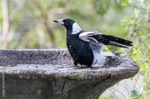 Australian Magpie bathing in bird bath photo