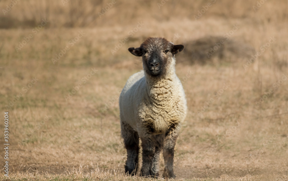 Primer plano de una simpática oveja de cara negra en el campo, mirando hacia la cámara Primer plano de una simpática oveja de cara negra en el campo, mirando hacia la cámara