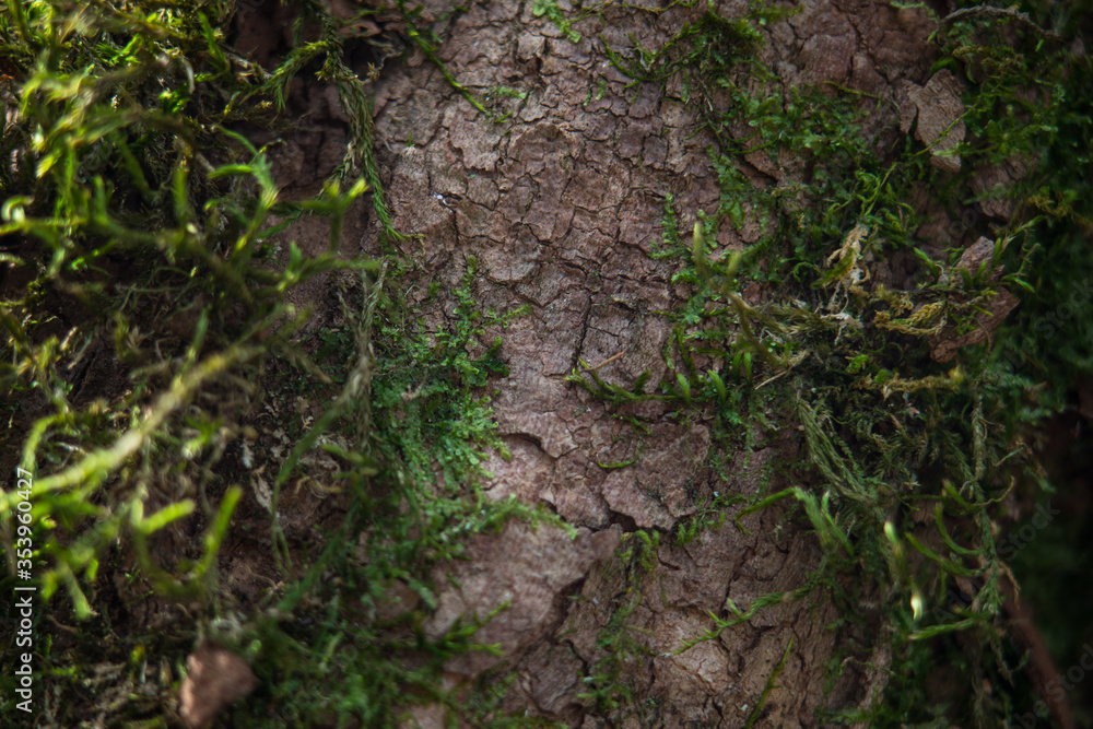 Close-up of freshness green moss growing covered on stone floor with water drops in the sunlight, Close-up of freshness green moss growing covered on stone floor with water drops in the sunlight,
