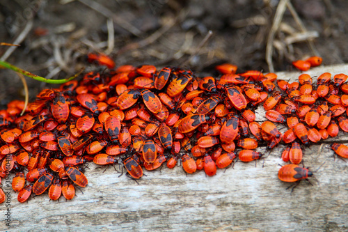 Red flat bugs during the breeding season. People call a bug a soldier this insect. Selective focus. photo