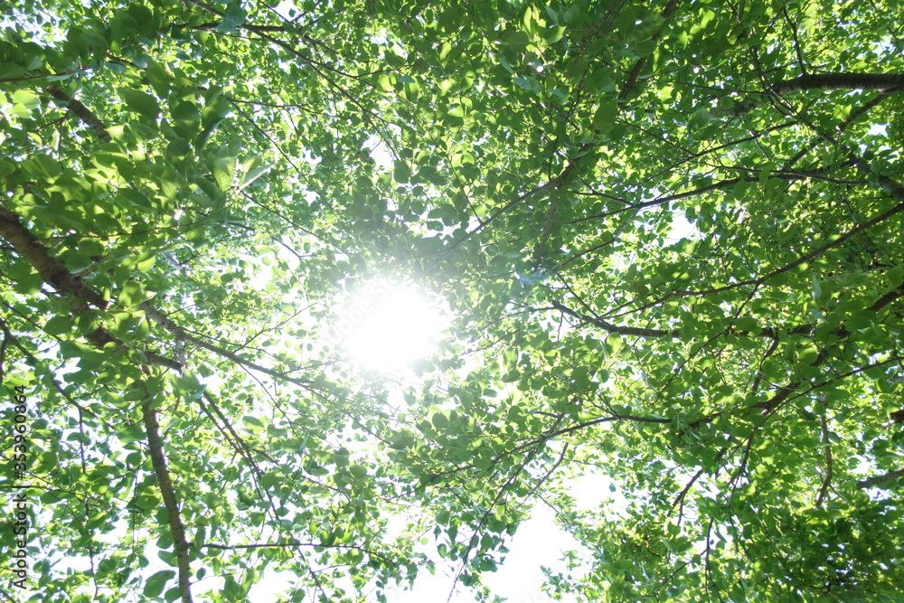 生命力あふれる初夏の桜の木　エコのイメージ