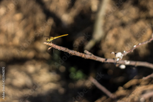 dragonfly on a branch
