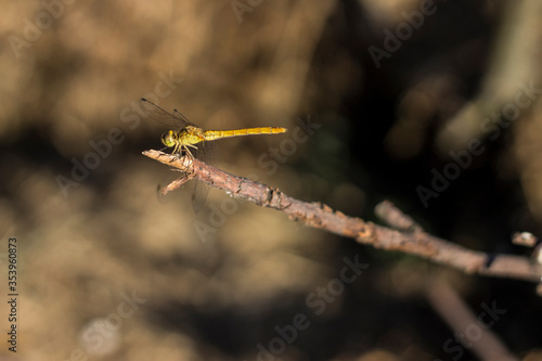 dragonfly on a branch