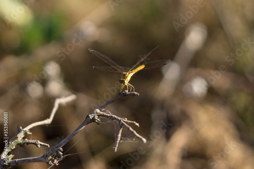 dragonfly on a branch