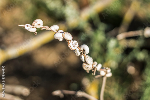 buds of a willow