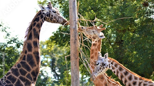 Photography giraffe in the zoo