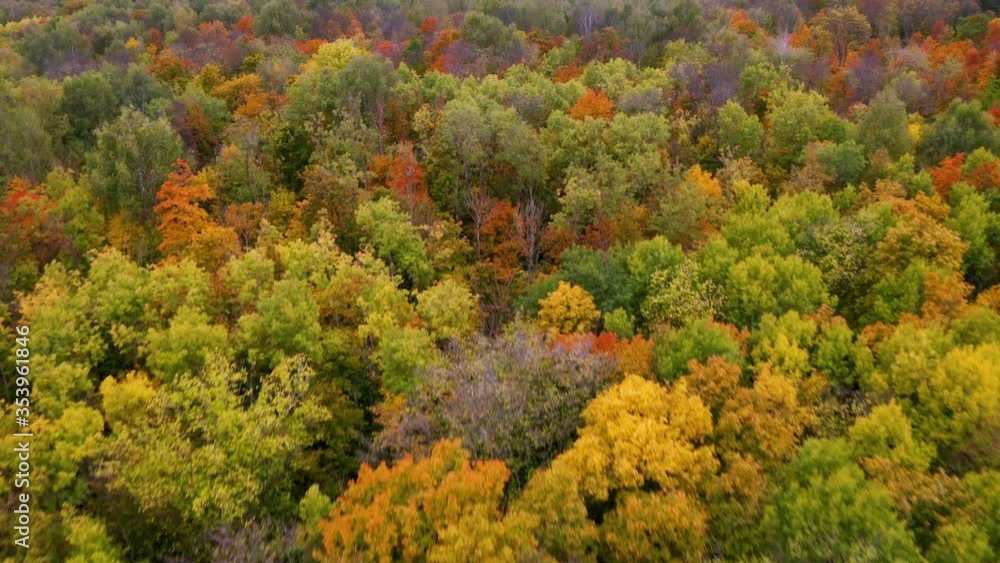 aerial video, flying a drone over the colorful tops of trees of different colors in the autumn forest aerial video, flying a drone over the colorful tops of trees of different colors in the autumn forest