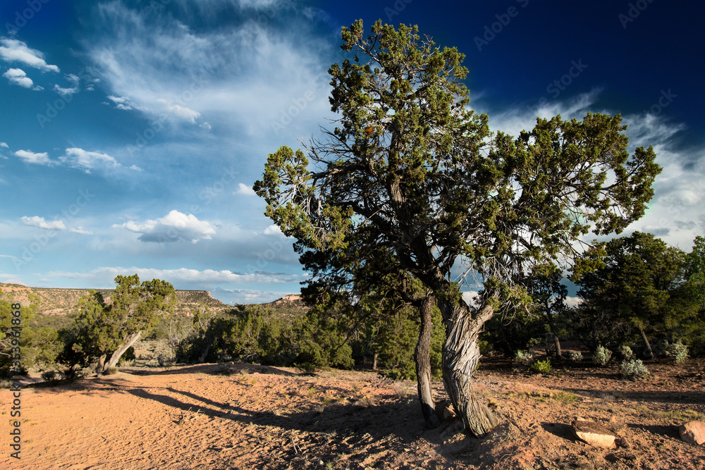 Fototapeta premium Pinyon
