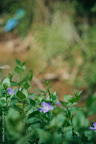 purple flowers green leaves