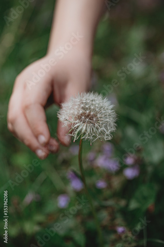 hand holding dandelion