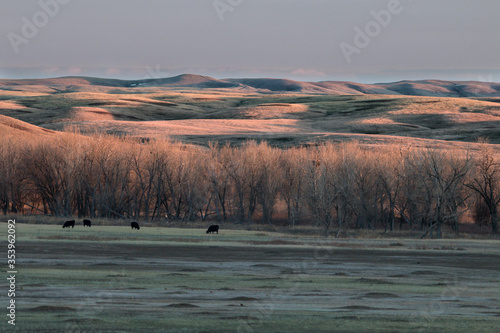 Grazing in the Shadows