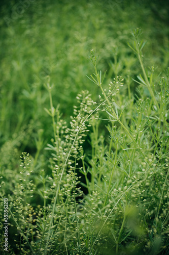 close up of green grass