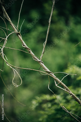 wood stick twig vine
