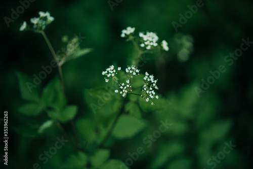 white flower in green grass