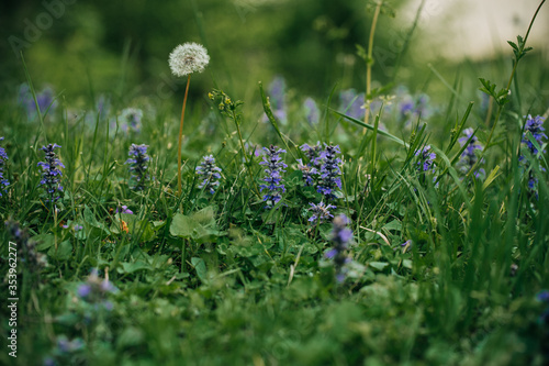 dandelion and purple flower in grass