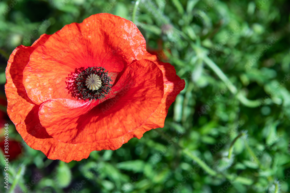 Close up of red poppy flower. Top view of wild poppy seed flower. Copy space, focus on center of flower. Remembrance Day flower UK. Close up of red poppy flower. Top view of wild poppy seed flower. Copy space, focus on center of flower. Remembrance Day flower UK.