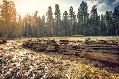 Fallen Tree in the Sequoia Forest, Sequoia National Park, California