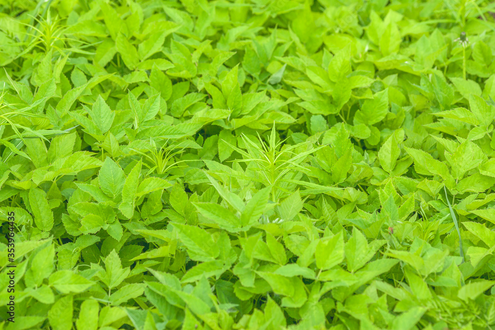 Closeup nature view of green leafs, plants and grass Closeup nature view of green leafs, plants and grass