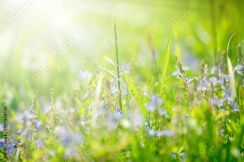 Green Leaf and Grass Background