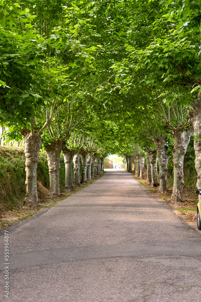galicia road with trees and a wall